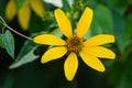 Oxeye Sunflower Ã¢â¬â Heliopsis helianthoides Royalty Free Stock Photo